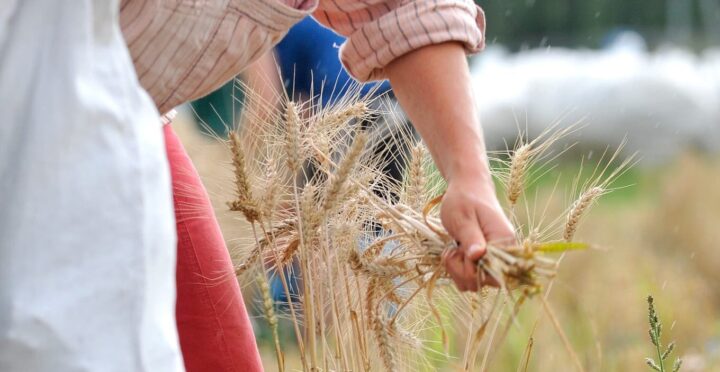 LA SUISSE DOIT-ELLE AUTORISER LES PLANTES OGM? LA DÉCISION REVIENDRA AU PARLEMENT EN 2021.