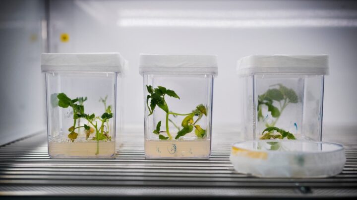Wir müssen Genom-editierten Pflanzen jetzt eine Chance geben